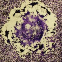 Juan J Rojas Lab (@jjrojaslab) 's Twitter Profile Photo Juan J Rojas Lab (@jjrojaslab) 's Twitter Profile Photo