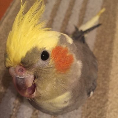 yuto410basketb1's profile picture. 