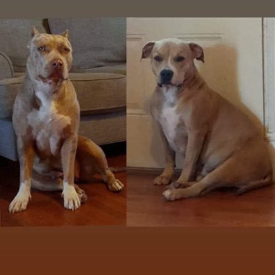 Owners
@Ambermarie_63
And David Dennis
https://t.co/lmJ7t2lmTa…
American Bullies 
XL Bullies
Standard Bullies
Merle Bullies