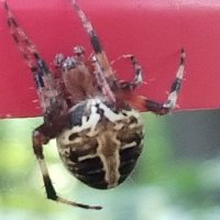 Splinter172 (@don67835692) 's Twitter Profile