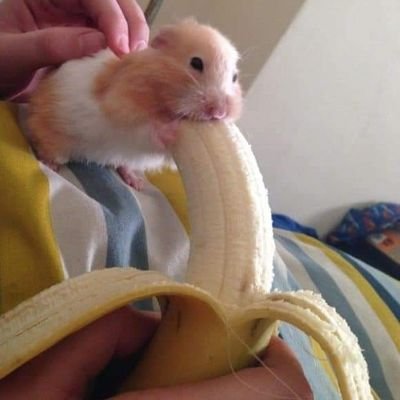 springjoy42's profile picture. gg