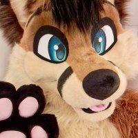 Cookie the Fox (@cookiethefoxnl) 's Twitter Profile