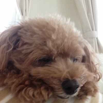 chocolatnomama1's profile picture. 