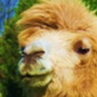 Raveradamus (@raveradamus) 's Twitter Profile