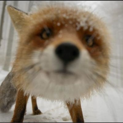 OrchowskiT's profile picture. Soothsayer, water diviner, living best damn life everyday.