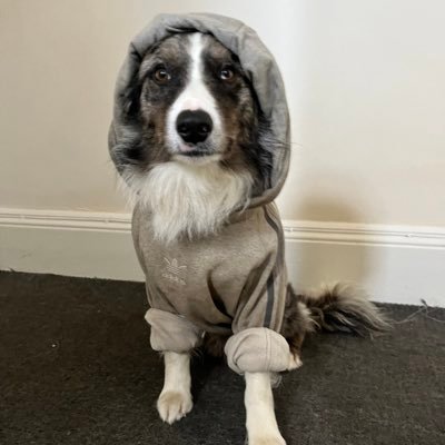 Archie58954335's profile picture. 