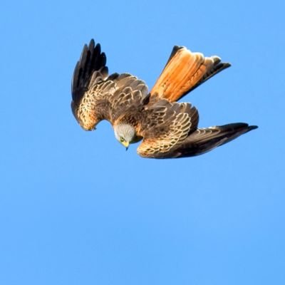 Love the outdoors, nature, particulary birds, which I love to photograph. My family is my first love, following Bristol City F C is a close second up the Robins