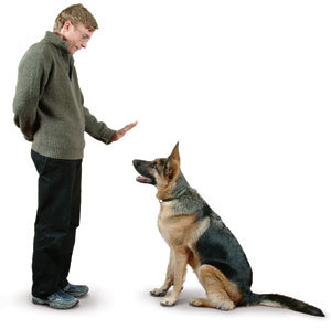 Certified Dog Trainer & Behavior Specialist. Get the latest news and Dog Training Tips from your local Dog Trainer in Seattle!