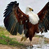 ali al neimi (@a_neimi) 's Twitter Profile Photo ali al neimi (@a_neimi) 's Twitter Profile Photo