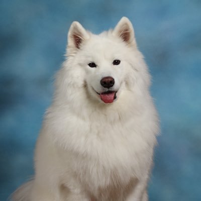 Lake Zurich High School's Resident Canine Companion. Very good girl.