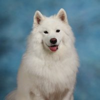 Nova Bear (@novabearlzhs) 's Twitter Profile
