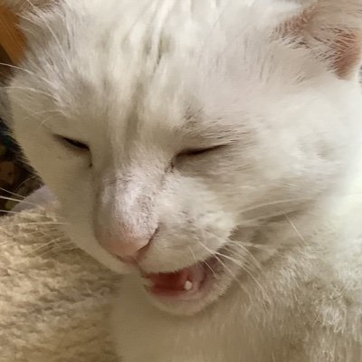 れいごくさんさんのプロフィール画像