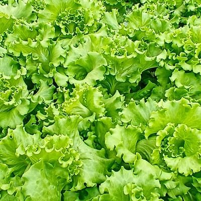 BuyaIdramWAB's profile picture. GH "Mahira Hidroponik"