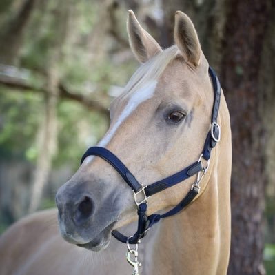 Equestrian and Land Management Activities - Family Owned Business -  Pasture and barn board coming soon! - Brush hogging, grading, root raking - (Orlando area)