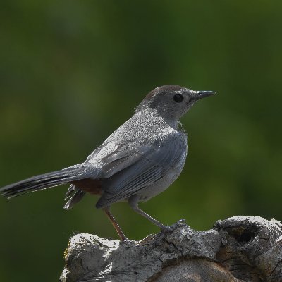 flyover11's profile picture. 