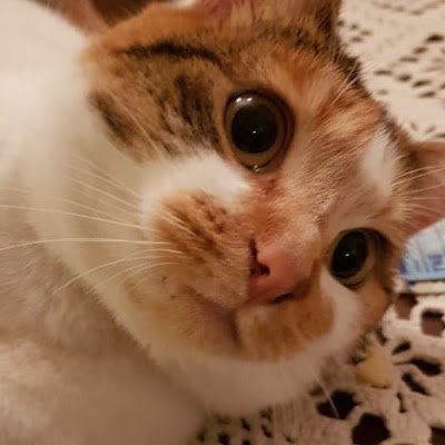 ESchnaaken's profile picture. 