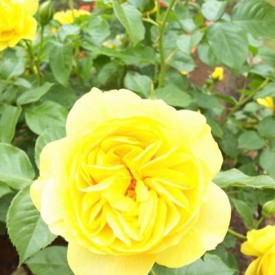 hung_bedford's profile picture. @ambasssfred