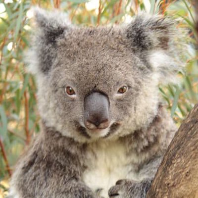 Koalii's Profile