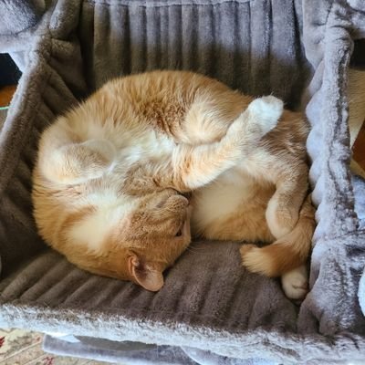 marbiegeek's profile picture. 