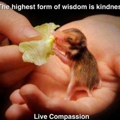 Until we extend our circle of #compassion to all living things, humanity will not find peace.” –Albert Schweitzer