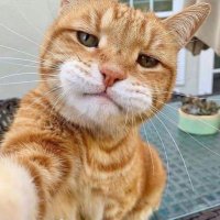 sheep (@bigsheep) 's Twitter Profile