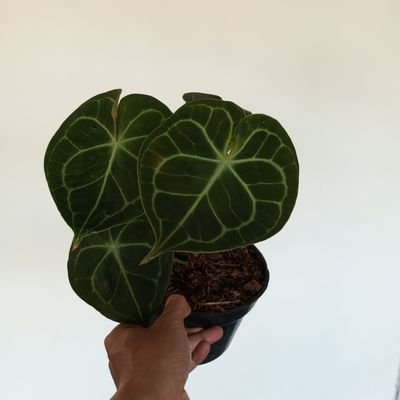 reactorcore666's profile picture. 