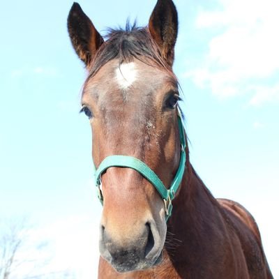 ばんえい競馬の馬主仲間を増やすべく、活動中
ショコラペガサス6歳、(以下共有)ミンナノユメヲノセ4歳・ガシンショウタン3歳・ココロハニシキ2歳・ウェイビーキュート2歳、1歳3頭
共有情報はこちら
https://t.co/fSj0LPfwha