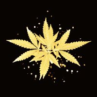 FreedomFr ✨ (@freedominfr) 's Twitter Profile