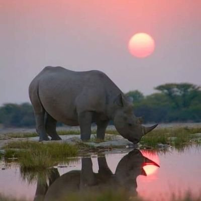 dusty_rhino Profile Picture