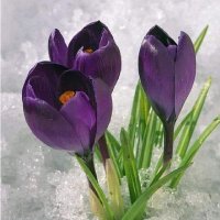 Gül Bahcesi (@glbahce99308863) 's Twitter Profile Photo