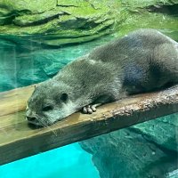 ひぃ★ (@auxnpm) 's Twitter Profile
