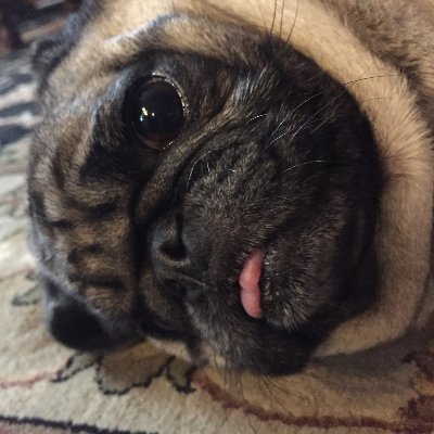 VanScoBro's profile picture. Plus-size fitness influencer