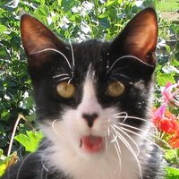Karine (@kleocha) 's Twitter Profile