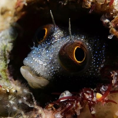 Sharing my photos of underwater creatures and scenes from around the world!