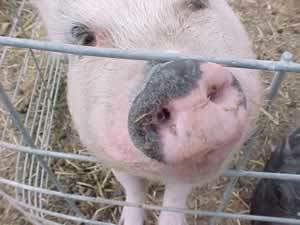 We are a Senior Citizen Haven for the older abused, neglected and Dumped potbelly pig.  Visit us at http://t.co/f8RCy8oX65