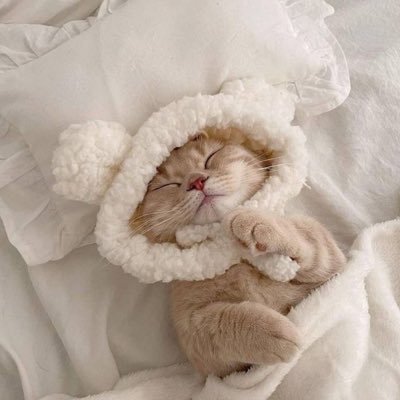 kuma_tim5's profile picture. 取引垢