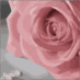 H.alabduallah (@7adoo99) Twitter profile photo H.alabduallah (@7adoo99) Twitter profile photo