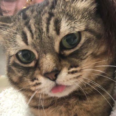 kokiwestvillage's profile picture. youtubeでゲーム動画や生配信、歌ってみた動画やってる♂です。上手くはないけど色々頑張ります！好きなバンドはMr.ChildrenとLUNA SEA etc！ラーメンと野球も好き！無言フォロー失礼します！フォロバするのでフォローして頂けると嬉しいです！