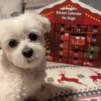 ChicoTMann (@cichowiczsteve) 's Twitter Profile