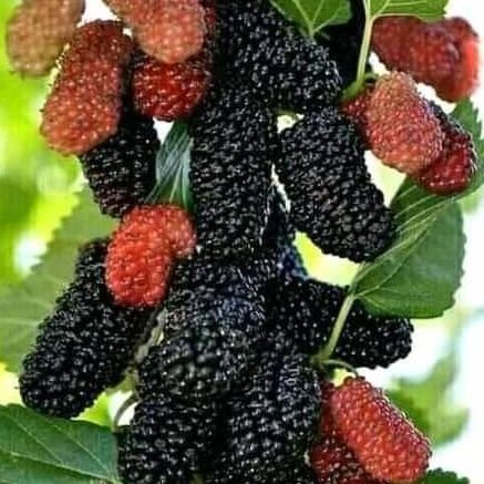 addmore16717801's profile picture. 