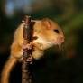 A local group working to protect the beauty and wildlife of this area of the Surrey Hills from the threat of development - please RT and follow
