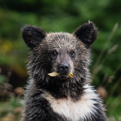 自然と動物を愛する、俺の俺による俺の為の写真アカウント。NIKON党。Z9はいいぞ。無断転載は勘弁してくれ。YouTubeに動画をアップしてるから見てやってくれよな！