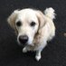 Ginny (was Dex the goldie 🌈) (@dexidoodle) Twitter profile photo Ginny (was Dex the goldie 🌈) (@dexidoodle) Twitter profile photo