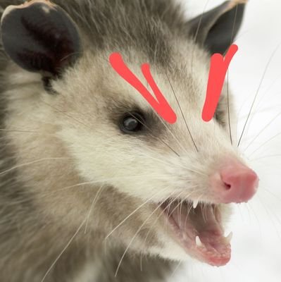 angry opossum🐀さんのプロフィール画像