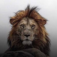 Howard jackson (@hjacksonturner) 's Twitter Profile