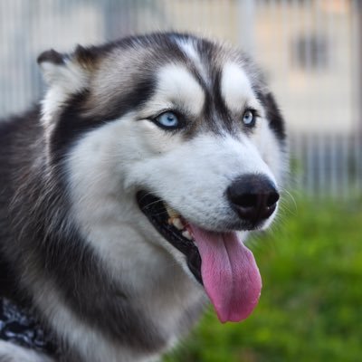 petista,ama cães tutora de uma husky siberiano mais linda da face da terra 🥰😂