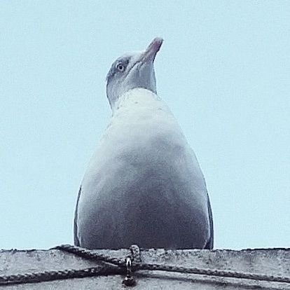 Aime la chasse à L'écureuil et le tartare de dauphin