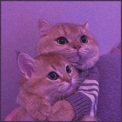 NehaMalik_Views's profile picture. Social Activist ♥️ | Venue Staff - British Council ✨ | Physiotherapist 💕