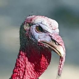 thedanaddison's profile picture. 