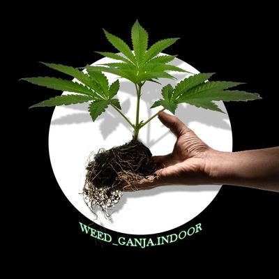 Un aficionado mas del #cultivo principalmente en #indoor.🍁🧑🌾
🚫No se vende!🚫
🌱#autocultivo🌱
🔞🔞🔞🔞🔞
Más contenido en #instagram 👉weed_ganja.indoor
